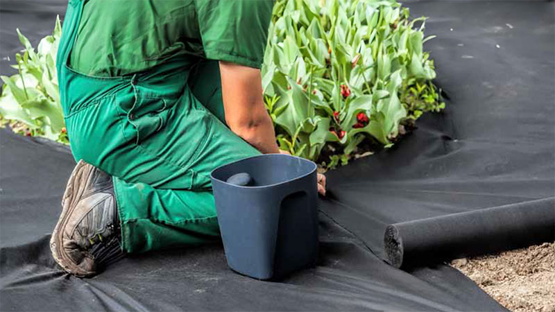 Man Setting Down Weed Barrier